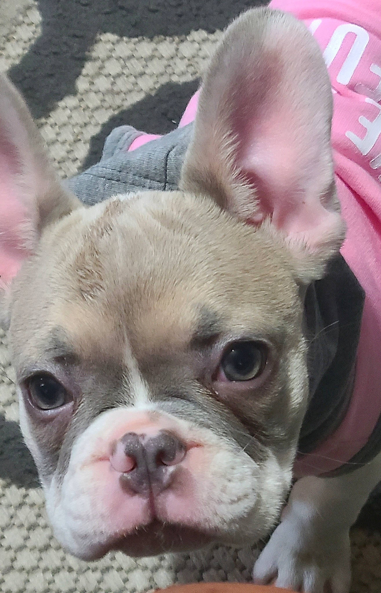 Rocxie joined the competition — help win amazing prizes! bulldog, canidae, carnivore, close_up, comfort, companion_dog, dog, dog_breed, ear, fawn, mammal, nose, pink, snout, sporting_group, terrestrial_animal, toy_dog, vertebrate, whiskers, wrinkle