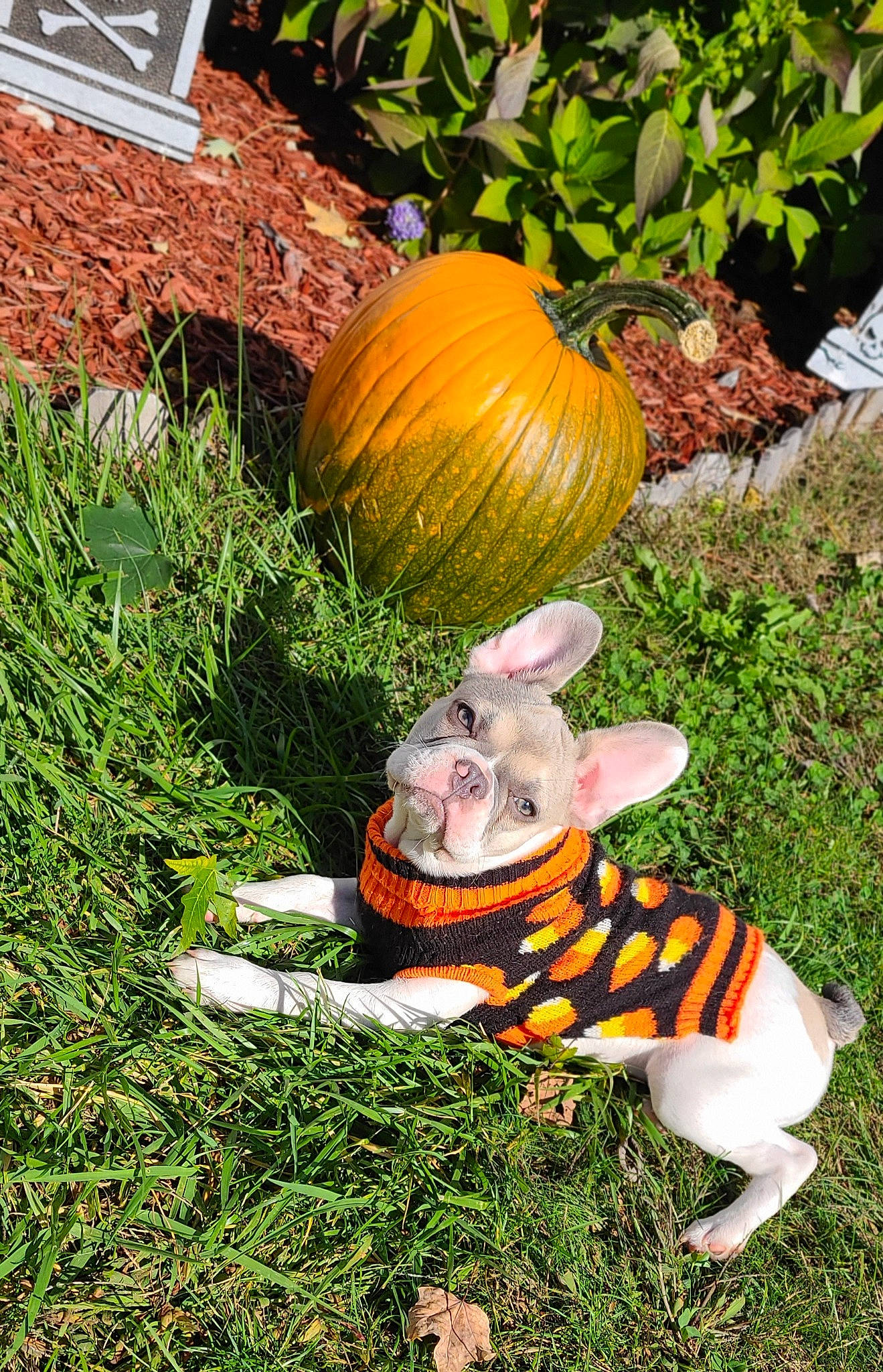 Rocxie is registered to the contest to win money with this photo: art, botany, calabaza, cucurbita, fawn, felidae, gourd, grass, groundcover, lawn, lawn_ornament, natural_foods, plant, pumpkin, squash, tail, terrestrial_animal, toy, vegetable, winter_squash