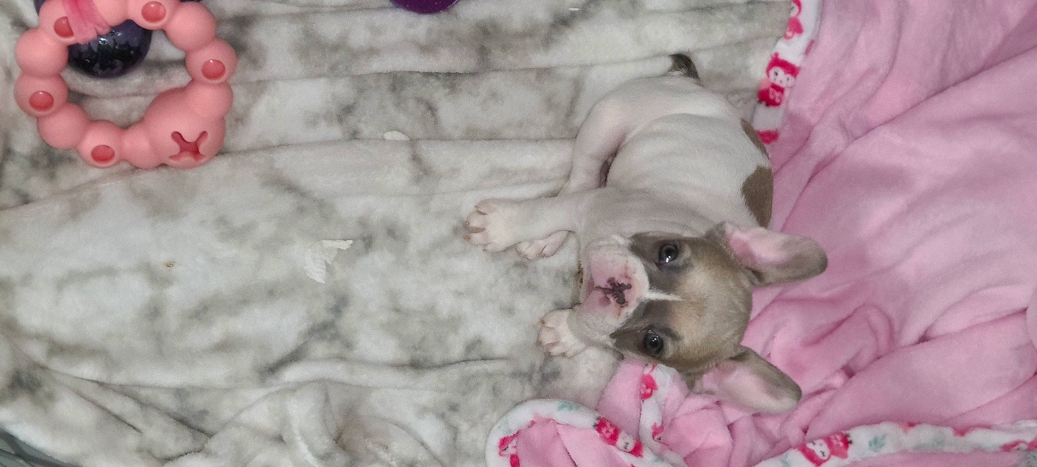 Rocxie is registered to the contest to win money with this photo: carmine, carnivore, comfort, companion_dog, dog, dog_breed, dog_supply, felidae, foot, grey, human_leg, linens, nail, paw, pink, snout, toe, toy_dog, white, working_animal