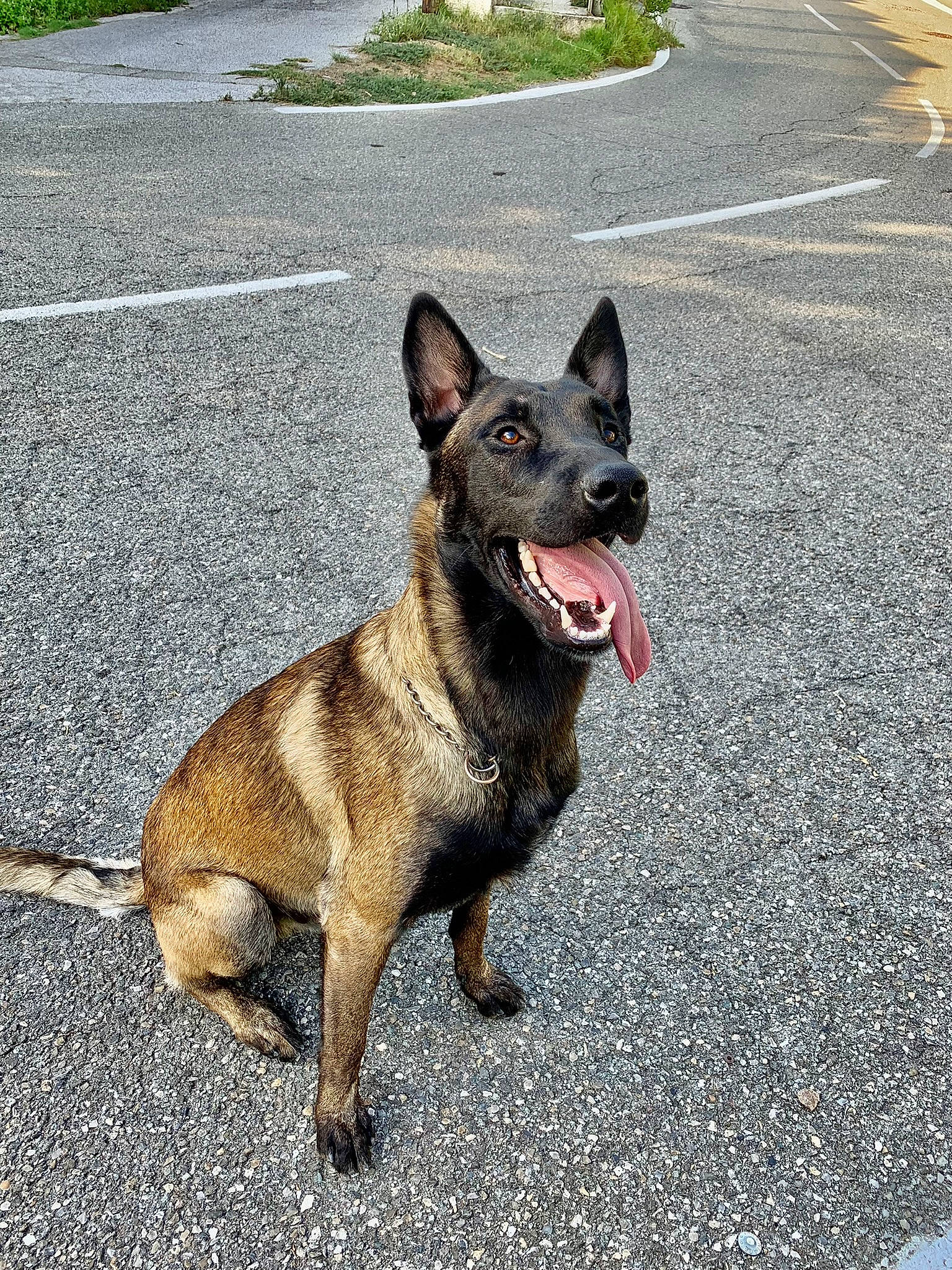 Sherkan participe au concours pour gagner de l'argent avec cette photo : ancient_dog_breeds, asphalt, canidae, carnivore, collar, companion_dog, dog, dog_breed, dog_collar, dog_supply, herding_dog, king_shepherd, plant, road_surface, sporting_group, tail, tar, terrestrial_animal, working_animal, working_dog