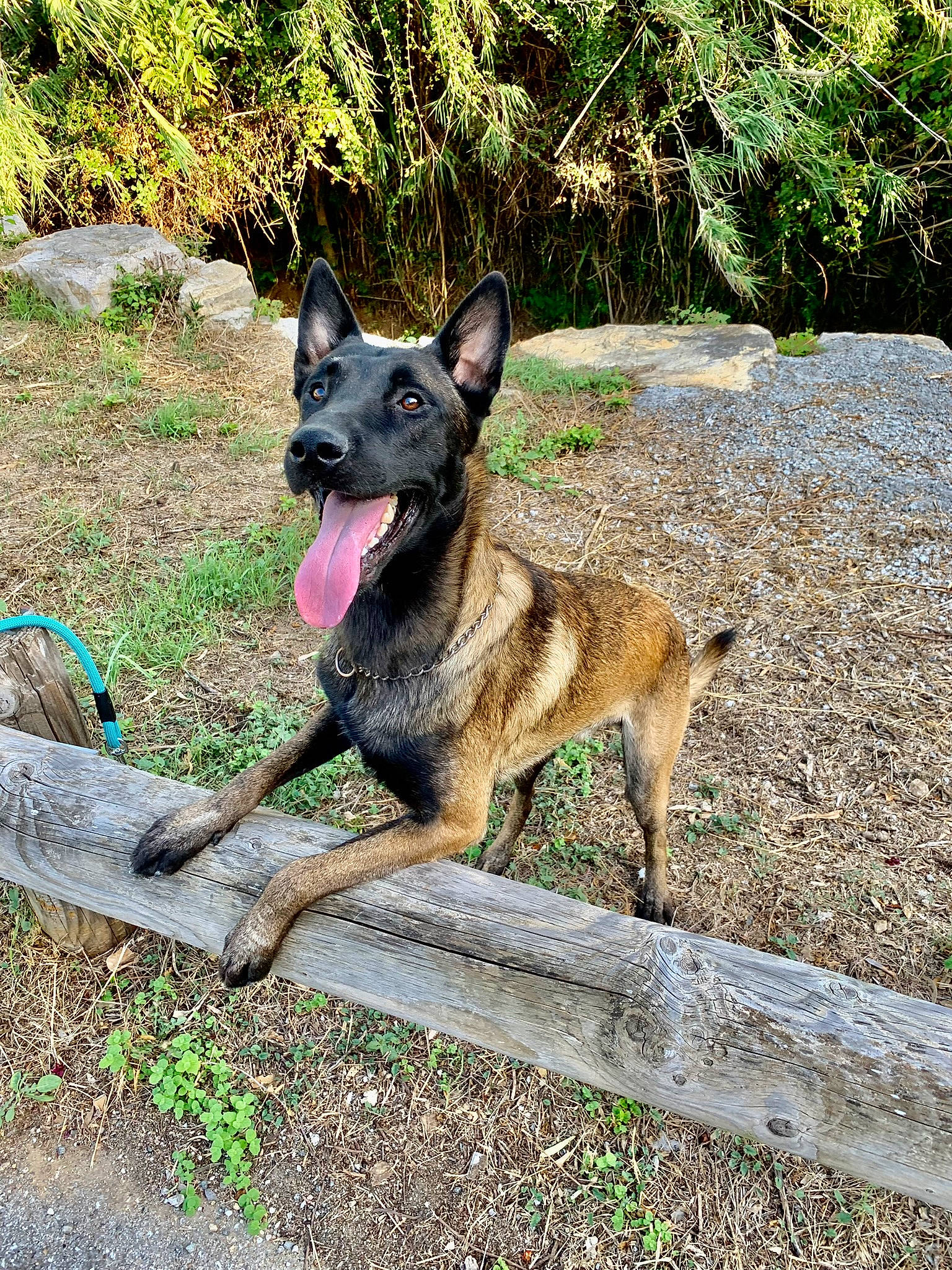 Sherkan a rejoint le concours — aidez-le/la à gagner de superbes lots ! canidae, canis, carnivore, collar, dog, dog_breed, dog_supply, east_european_shepherd, fawn, german_shepherd_dog, grass, guard_dog, herding_dog, hunting_dog, plant, snout, sporting_group, terrestrial_animal, working_animal, working_dog