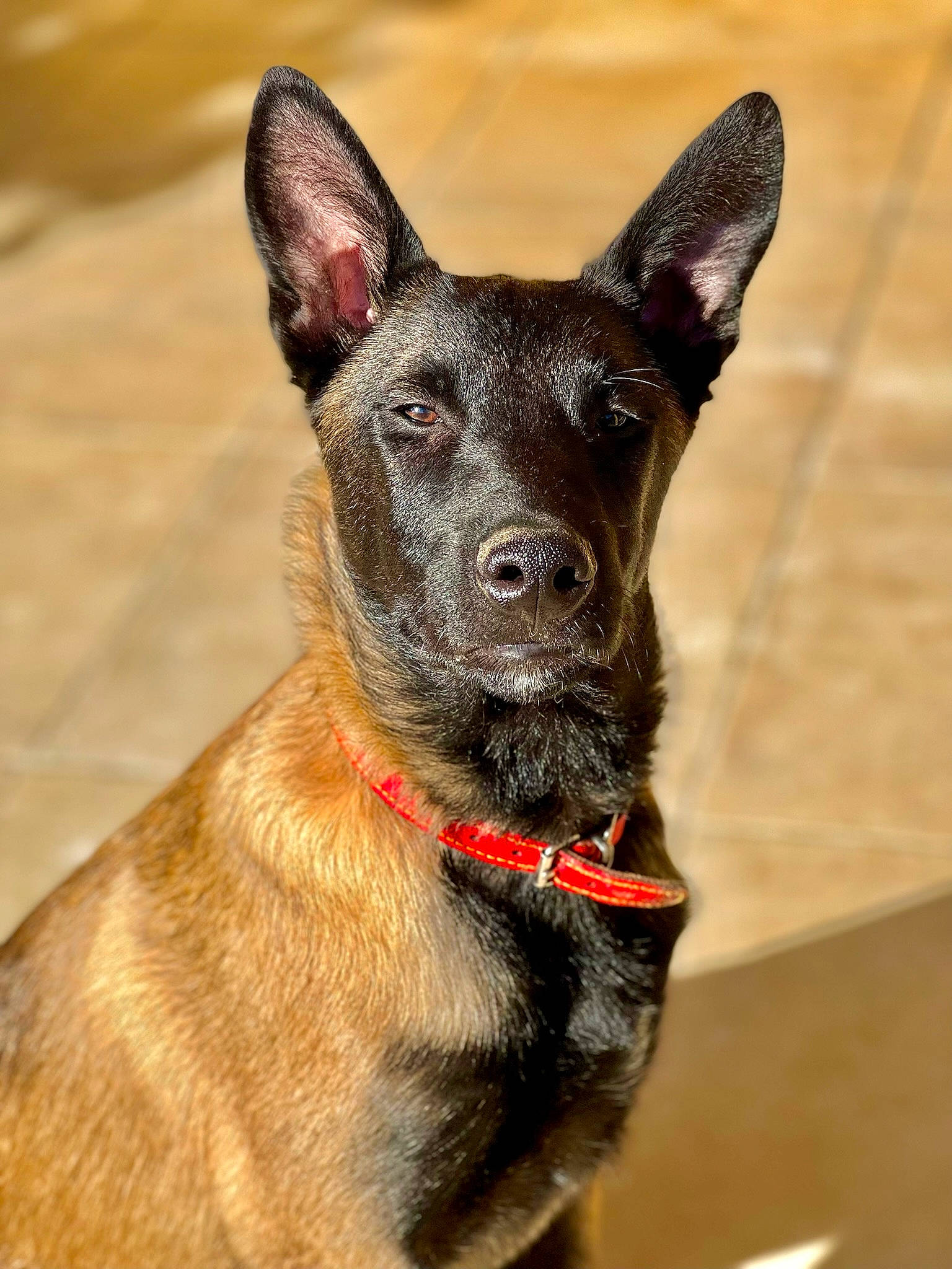 Sherkan participe au concours pour gagner de l'argent avec cette photo : canidae, carmine, carnivore, collar, companion_dog, dog, dog_breed, dog_collar, dog_supply, fawn, fur, non_sporting_group, snout, sporting_group, terrestrial_animal, toy_dog, whiskers, working_animal, working_dog