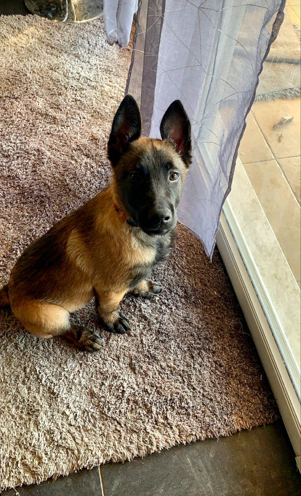 Sherkan a rejoint le concours — aidez-le/la à gagner de superbes lots ! ancient_dog_breeds, canidae, carnivore, companion_dog, dog, dog_breed, fawn, flooring, foot, non_sporting_group, paw, snout, sporting_group, tail, terrestrial_animal, whiskers, wood, working_animal