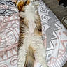 Ambreen participe au concours pour gagner de l'argent avec cette photo : cat, bed, blanket, fur, sleeping, relaxed, indoor, pattern, floor, tail, paw, feline, domestic_animal, resting, cute, animal, home, comfort, cozy, lying_down