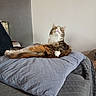 Ambreen participe au concours pour gagner de l'argent avec cette photo : cat, feline, pet, indoor, pillow, quilted, fur, curious, relaxed, multi-colored, whiskers, ears, tail, couch, furniture, domestic, animal, resting, soft, comfortable