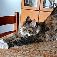 Ambreen participe au concours pour gagner de l'argent avec cette photo : cat, tabby, stretching, wooden_table, chair, cabinet, indoor, pet, feline, fur, whiskers, relaxed, domestic, cozy, home, animal, mammal, cute, side_view, closeup