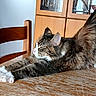cat, tabby, stretching, wooden_table, chair, cabinet, indoor, pet, feline, fur, whiskers, relaxed, domestic, cozy, home, animal, mammal, cute, side_view, closeup