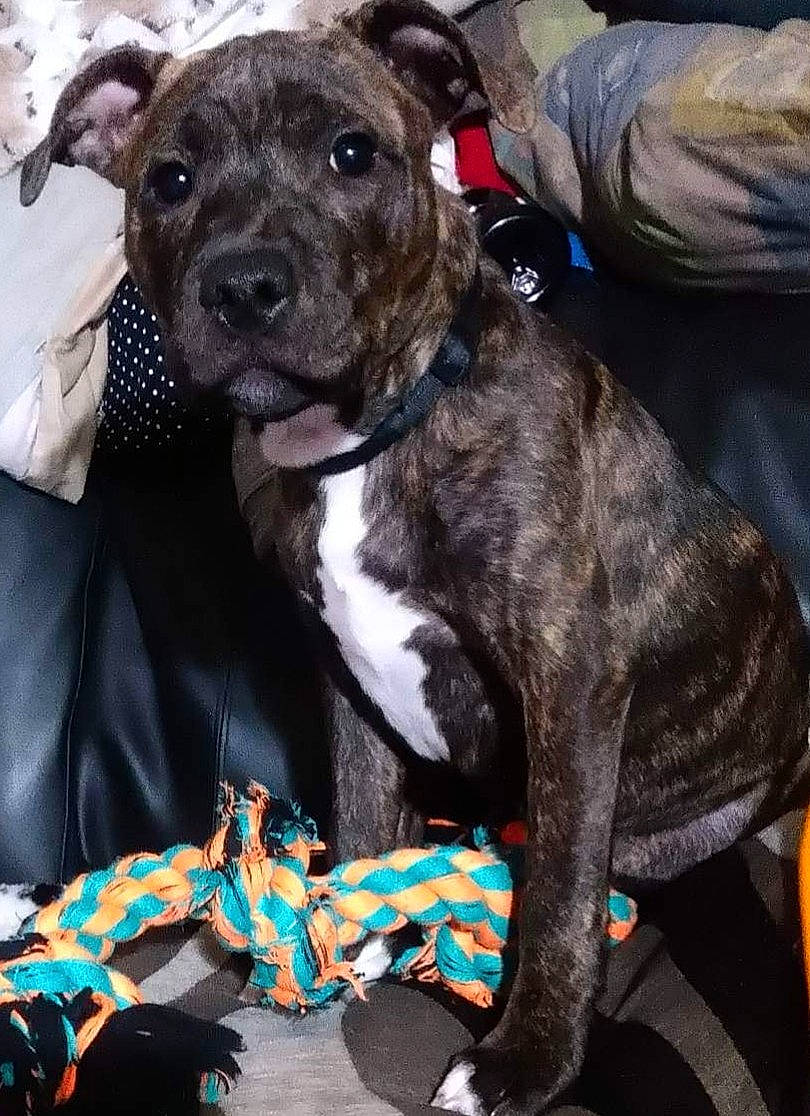 Milo joined the competition — help win amazing prizes! canidae, carnivore, collar, companion_dog, dog, dog_breed, dog_collar, dog_supply, fashion_accessory, fawn, fur, liver, non_sporting_group, pattern, snout, terrestrial_animal, toy_dog, working_animal