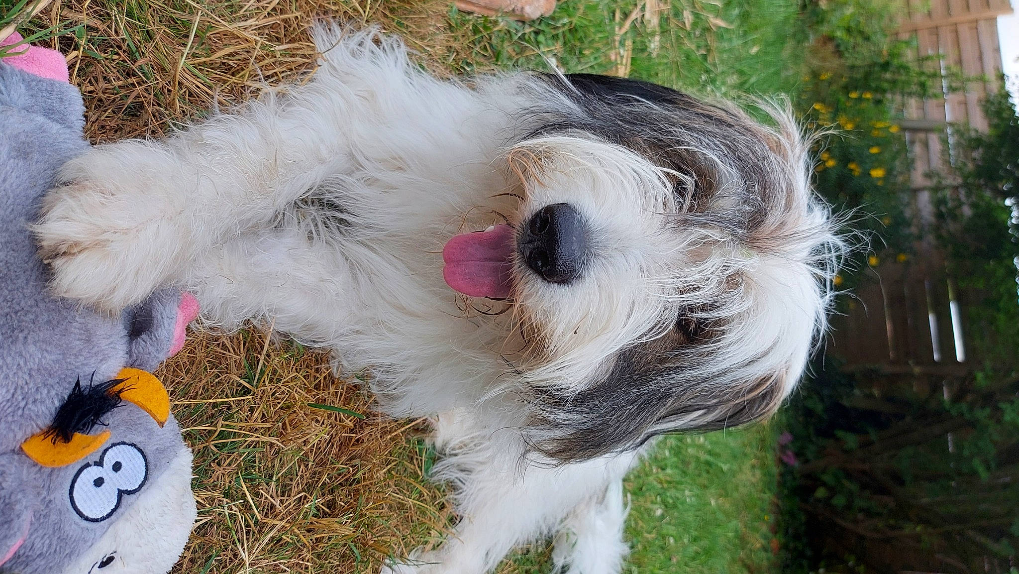 Dina a rejoint le concours — aidez-le/la à gagner de superbes lots ! canidae, carnivore, collar, companion_dog, dog, dog_breed, dog_collar, dog_supply, fawn, fur, grass, maltepoo, pet_supply, plant, small_terrier, snout, sporting_group, terrier, toy_dog, working_animal