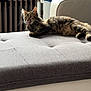 animal, appliance, architecture, bed, bedroom, building, cat, couch, cushion, device, electricaldevice, furniture, homedecor, indoors, interiordesign, kitten, livingroom, manx, pet, room