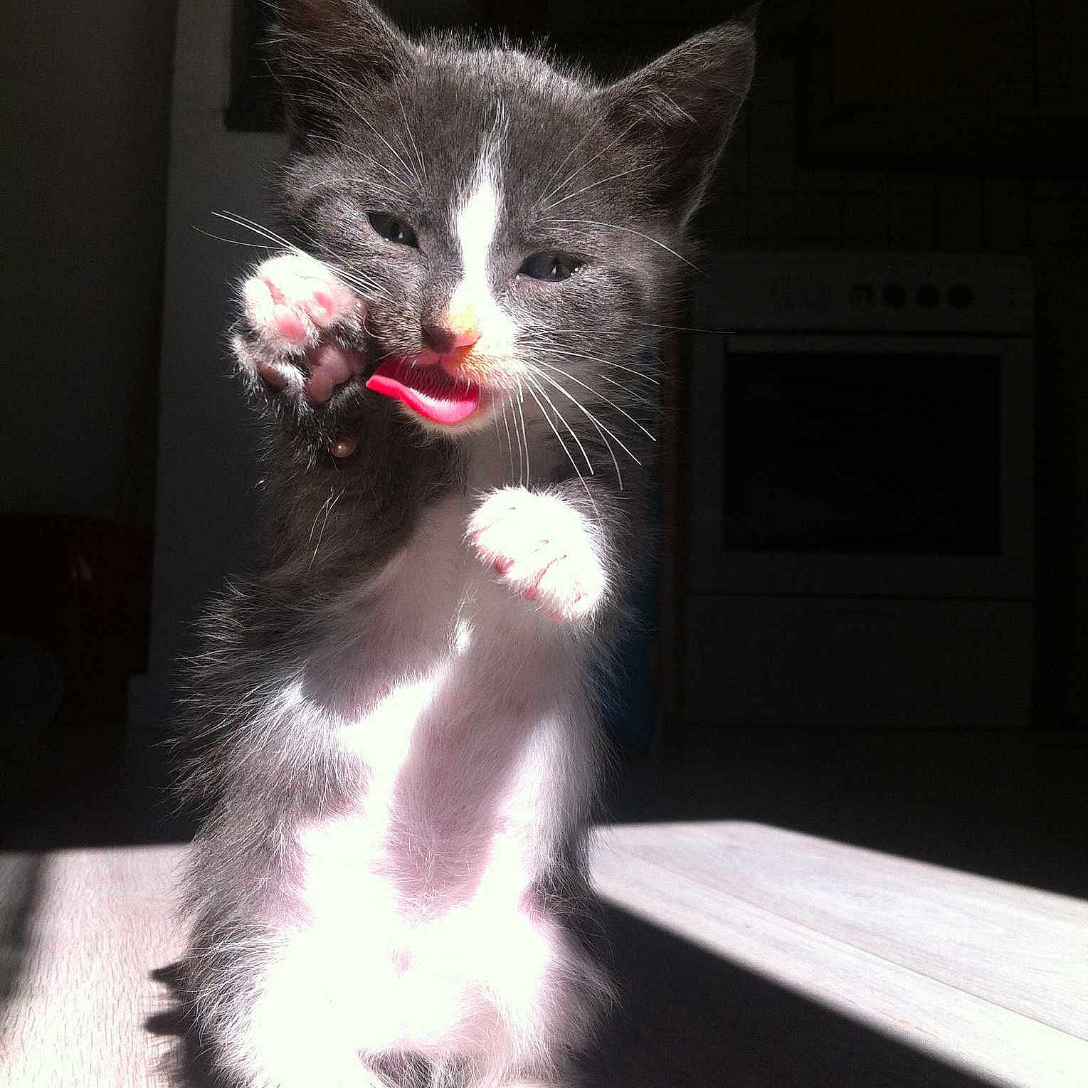 Minou
