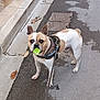 dog, street, pavement, leash, harness, toy, green_toy, curious, sidewalk, leaf, brown_and_white, canine, outdoor, pet, animal, walking, urban, closeup, standing, daylight