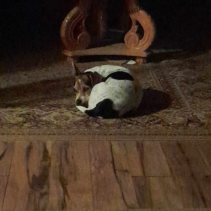 Ni'Ele is registered to the contest to win money with this photo: animal, can, carpet, cozy, curled_up, dim_light, dog, floor, home, indoor, ornate_table, paper, pet, quiet, resting, rug, shadow, small_dog, table, wooden_floor