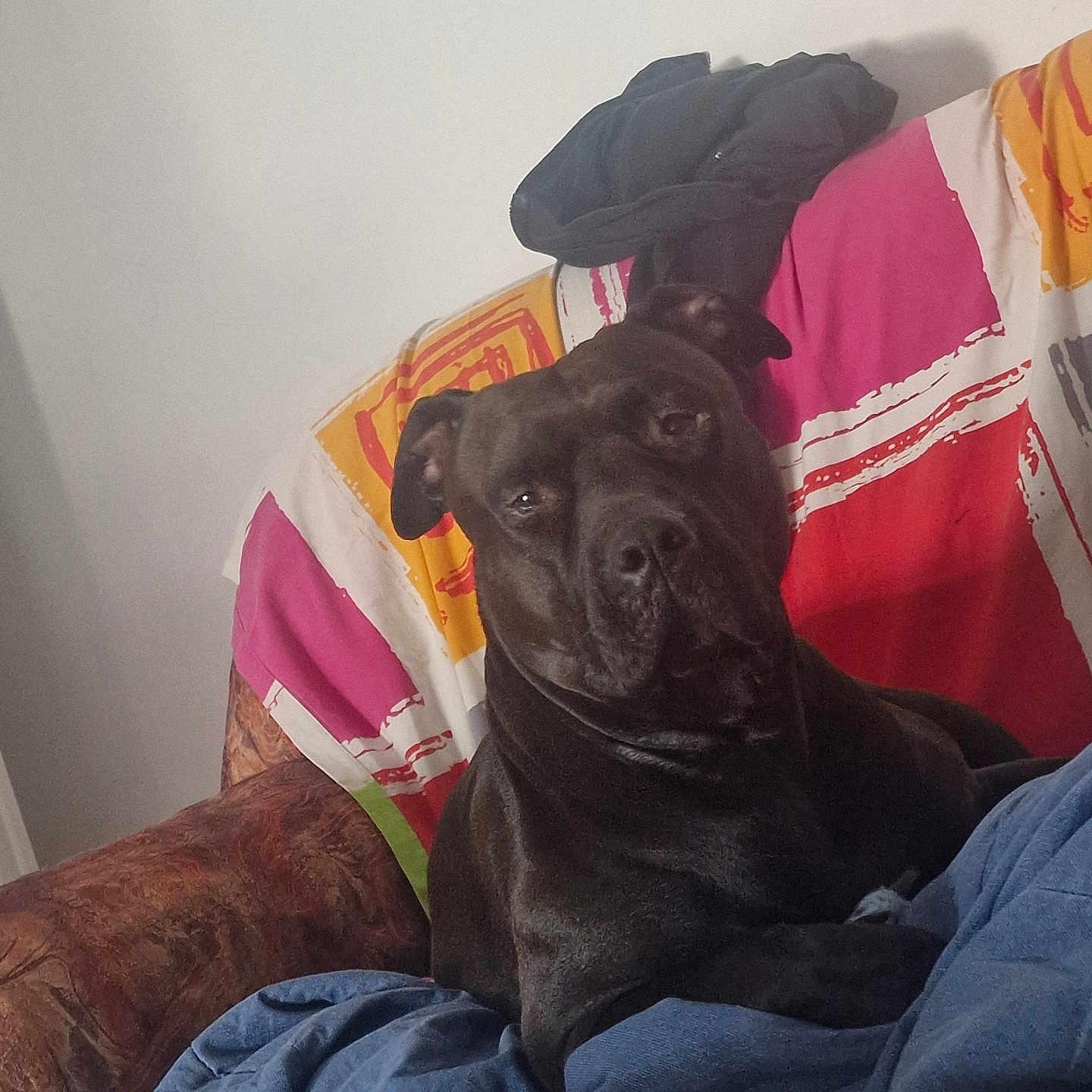 Chanel a rejoint le concours — aidez-le/la à gagner de superbes lots ! adult, animal, bed, bedroom, blanket, bulldog, canine, chair, couch, cushion, dog, furniture, homedecor, indoors, interiordesign, male, man, person, pet, puppy
