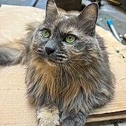 Nina participe au concours pour gagner de l'argent avec cette photo : cat, fluffy, long_hair, gray_fur, green_eyes, whiskers, ears, paws, animal, pet, portrait, close_up, sitting, looking_at_camera, cardboard, indoor, workshop, background, fur, cute