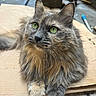 cat, fluffy, long_hair, gray_fur, green_eyes, whiskers, ears, paws, animal, pet, portrait, close_up, sitting, looking_at_camera, cardboard, indoor, workshop, background, fur, cute
