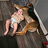 toddler, dog, wooden_floor, indoor, toy_car, relaxed, lying_down, beige_shirt, diaper, pet, brown_black_dog, gray_wall, flooring, child, companion, domestic, comfort, home, playful, casual
