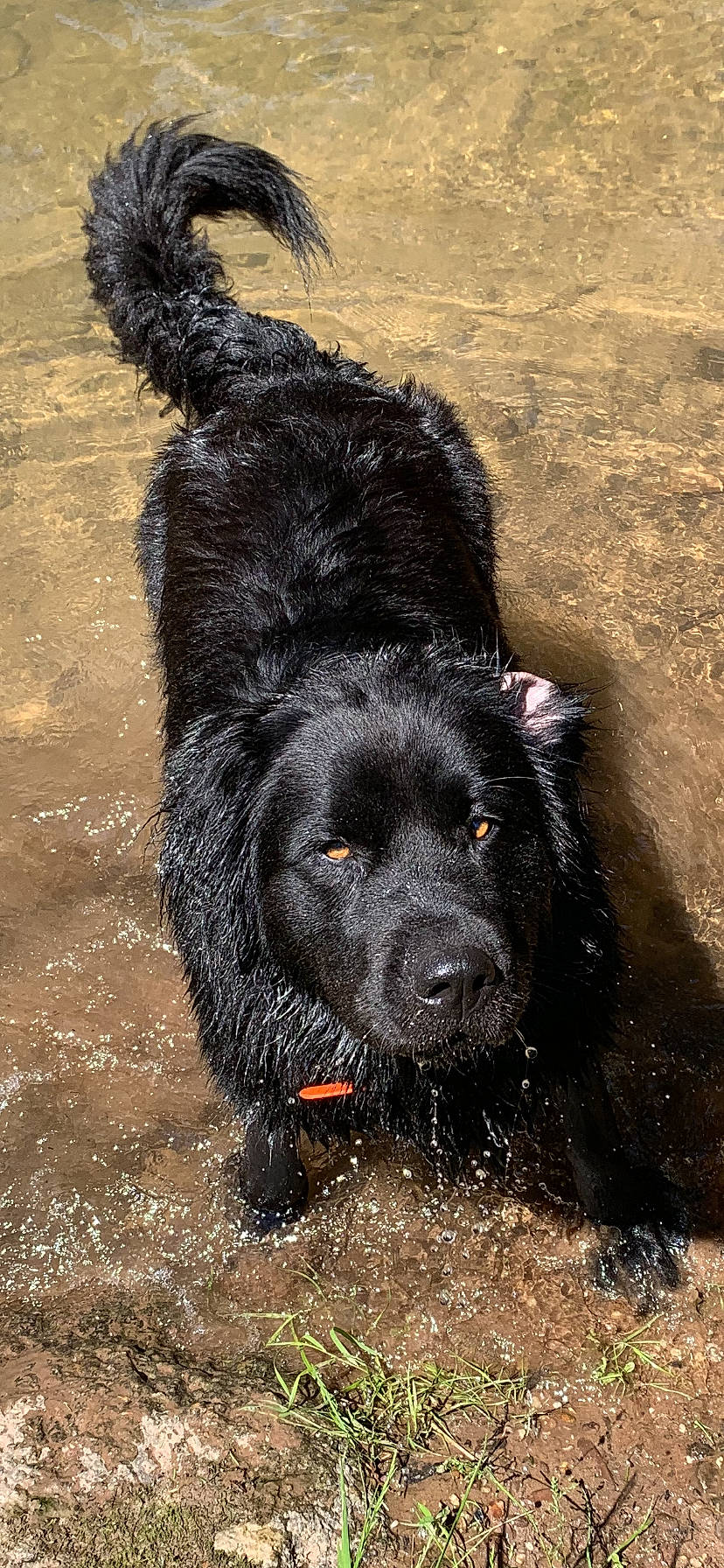 Lady joined the competition — help win amazing prizes! canidae, carnivore, dog, dog_breed, flat_coated_retriever, mammal, rare_breed_dog, spaniel, sporting_group, vertebrate