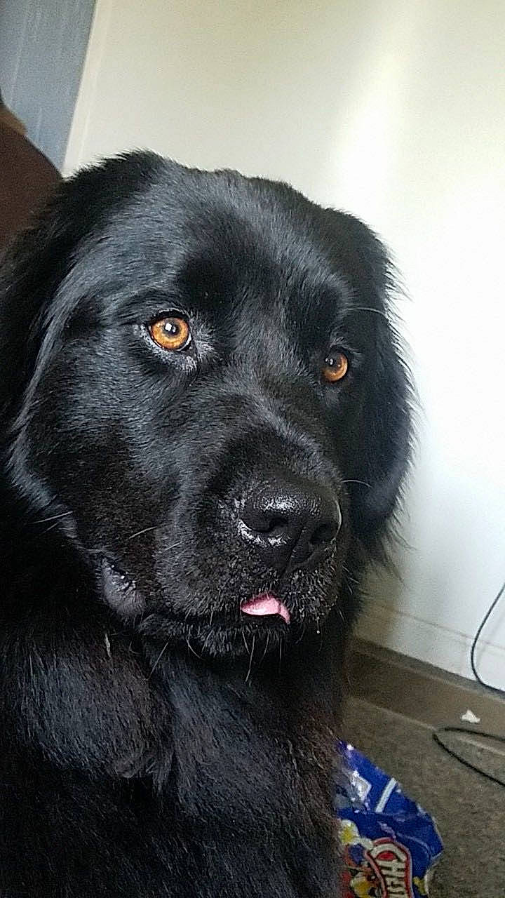 Lady is registered to the contest to win money with this photo: beagador, borador, canidae, carnivore, dog, dog_breed, flat_coated_retriever, labrador_retriever, mammal, rare_breed_dog, retriever, snout, sporting_group, vertebrate