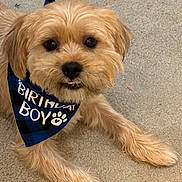 Angus joined the competition — help win amazing prizes! animal, bandana, birthday, carpet, celebration, cute, dog, fluffy, friendly, fur, golden_fur, happy, indoor, looking_up, lying_down, paw_print, pet, portrait, small_dog, smile