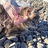 Cheym participe au concours pour gagner de l'argent avec cette photo : kitten, cat, pink_bow, collar, rocks, outdoor, sunlight, fur, pet, animal, curious, closeup, gray, whiskers, ears, nature, small, adorable, young, cute