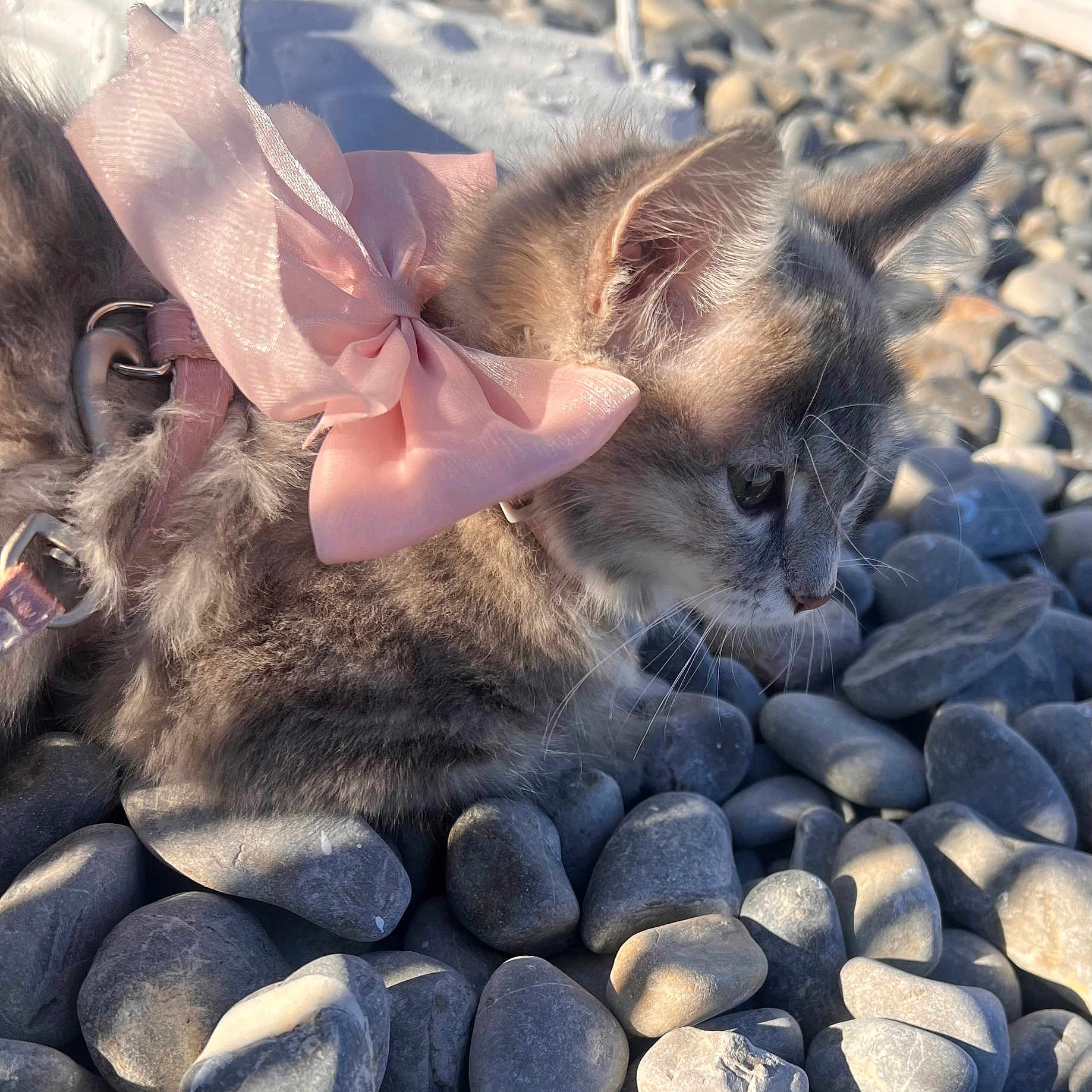Cheym participe au concours pour gagner de l'argent avec cette photo : kitten, cat, pink_bow, collar, rocks, outdoor, sunlight, fur, pet, animal, curious, closeup, gray, whiskers, ears, nature, small, adorable, young, cute