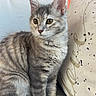 cat, kitten, gray_tabby, sitting, couch, pillow, love_text, indoor, pet, feline, fur, ears, alert, eyes, whiskers, snackbar_interface, red_wall, decor, cozy, home