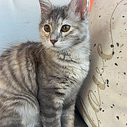 Cheym a rejoint le concours — aidez-le/la à gagner de superbes lots ! cat, kitten, gray_tabby, sitting, couch, pillow, love_text, indoor, pet, feline, young_cat, fur, ears, whiskers, alert, domestic_animal, cozy, cute, portrait, animal