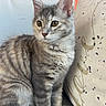 cat, kitten, gray_tabby, sitting, couch, pillow, love_text, indoor, pet, feline, young_cat, fur, ears, whiskers, alert, domestic_animal, cozy, cute, portrait, animal