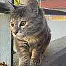 Cheym participe au concours pour gagner de l'argent avec cette photo : cat, kitten, gray_tabby, animal, pet, outdoor, balcony, ledges, sunlight, curious, walking, feline, young_animal, whiskers, ears, paws, nature, daylight, background, close_up