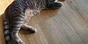 Medusa joined the competition — help win amazing prizes! animal, cat, curious, domestic_cat, ears, feline, floor, gray_cat, indoor, laying_down, paws, pet, relaxed, shadow, striped, sunlight, tabby, tail, whiskers, wooden_floor