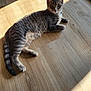 animal, cat, curious, domestic_cat, ears, feline, floor, gray_cat, indoor, laying_down, paws, pet, relaxed, shadow, striped, sunlight, tabby, tail, whiskers, wooden_floor
