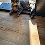 Medusa joined the competition — help win amazing prizes! animal, cat, collar, curious, domestic_cat, ears, eyes, feline, floor, home, indoor, natural_light, pet, relaxed, resting, shadow, sunlight, tabby_cat, wood, wooden_floor