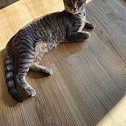 Medusa is registered to the contest to win money with this photo: animal, cat, curious, domestic_cat, ears, feline, fur, gray_cat, indoor, looking, lying_down, paw, pet, relaxed, striped_fur, sunbeam, sunlight, tabby_cat, whiskers, wooden_floor