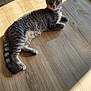 animal, cat, curious, domestic_cat, ears, feline, fur, gray_cat, indoor, looking, lying_down, paw, pet, relaxed, striped_fur, sunbeam, sunlight, tabby_cat, whiskers, wooden_floor