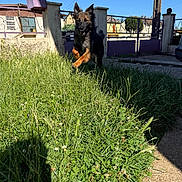 Salto a rejoint le concours — aidez-le/la à gagner de superbes lots ! animal, canine, daytime, dog, electric_pole, energetic, fence, gate, grass, greenery, house, jumping, nature, outdoor, pathway, pet, playful, shadow, sky, sunny