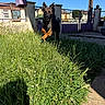 animal, canine, daytime, dog, electric_pole, energetic, fence, gate, grass, greenery, house, jumping, nature, outdoor, pathway, pet, playful, shadow, sky, sunny