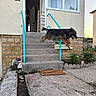 Salto participe au concours pour gagner de l'argent avec cette photo : concrete, daylight, dog, doorway, energy, fence, flowers, garden, german_shepherd, handrail, house, jumping, outdoor, person, residential, sidewalk, stairs, stone_wall, welcome_mat, window