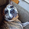 dog, brindle, pet, couch, indoor, closeup, relaxed, canine, fur, laying, texture, animal, snout, ear, nose, expression, brown, white, comfortable, resting