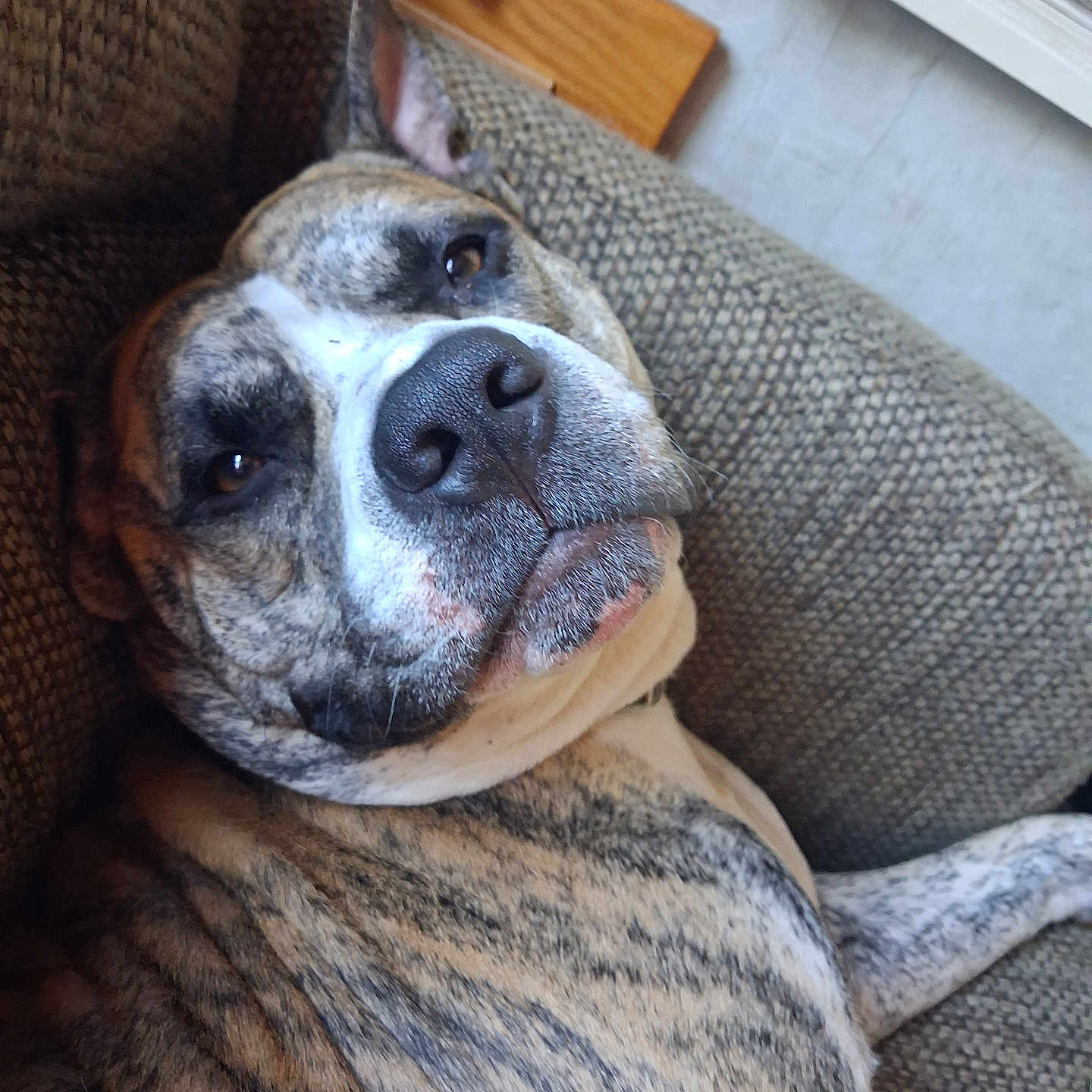 Rex