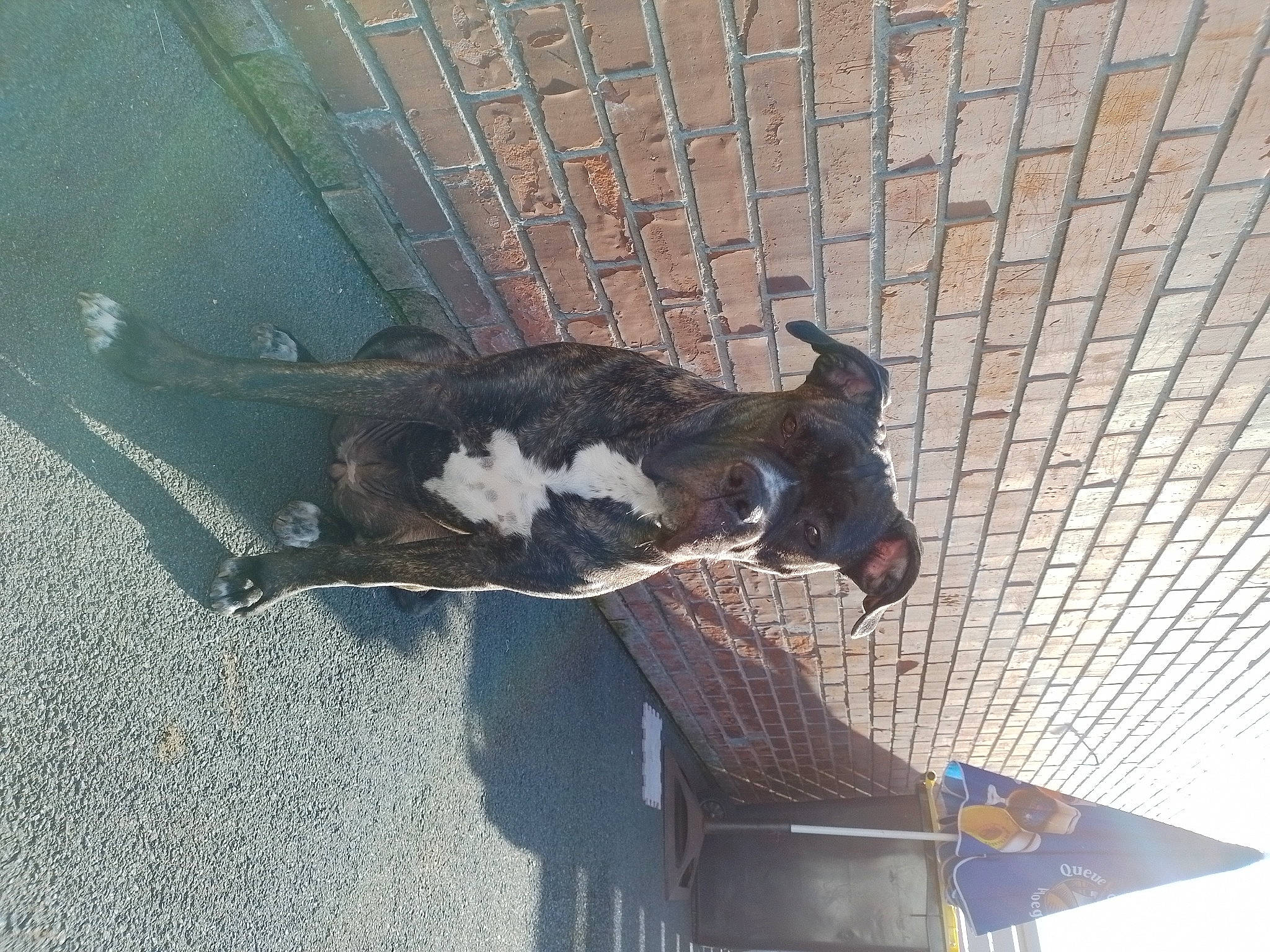 Gaia participe au concours pour gagner de l'argent avec cette photo : art, canidae, concrete, felidae, fish, fur, shadow, small_to_medium_sized_cats, sporting_group, tail, wood