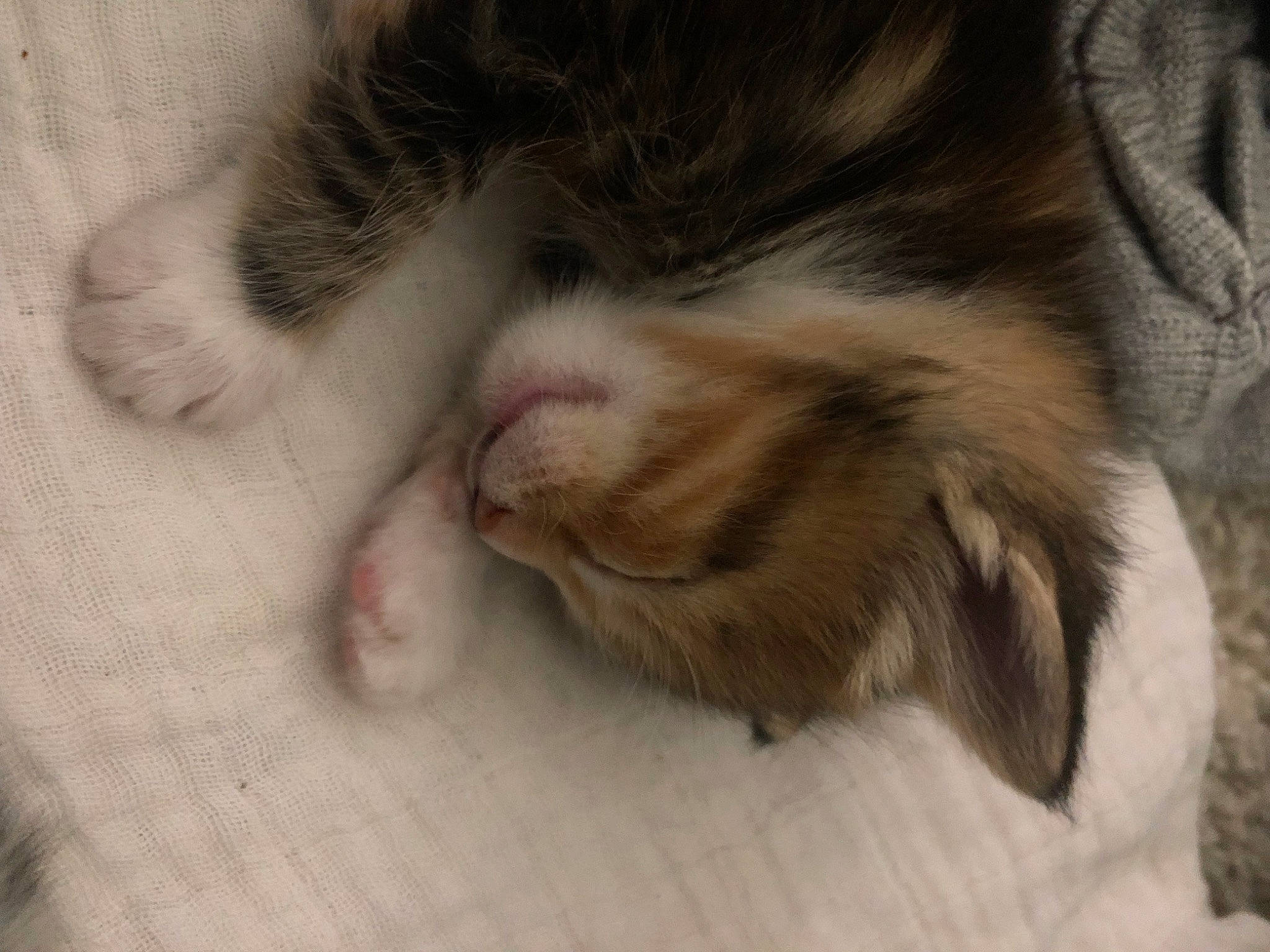 Buttercup joined the competition — help win amazing prizes! carnivore, cat, claw, comfort, domestic_short_haired_cat, felidae, flooring, fur, nap, paw, small_to_medium_sized_cats, snout, tail, terrestrial_animal, whiskers