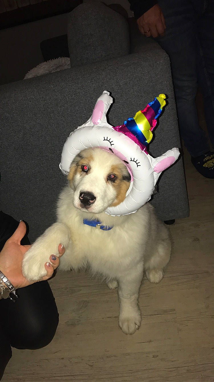 Pango a rejoint le concours — aidez-le/la à gagner de superbes lots ! canidae, cardigan_welsh_corgi, carnivore, companion_dog, dog, dog_breed, ear, mammal, paw, pembroke_welsh_corgi, puppy, welsh_corgi