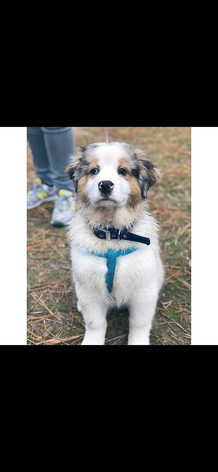 Pango a rejoint le concours — aidez-le/la à gagner de superbes lots ! australian_shepherd, canidae, carnivore, cavachon, companion_dog, dog, dog_breed, mammal, miniature_australian_shepherd, puppy, puppy_love, rare_breed_dog, sporting_group, vertebrate