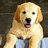 golden_retriever, puppy, dog, pet, cute, fluffy, smiling, tongue_out, indoors, tile_floor, blanket, front_paws, young, animal, friendly, fur, canine, companion, adorable, happy