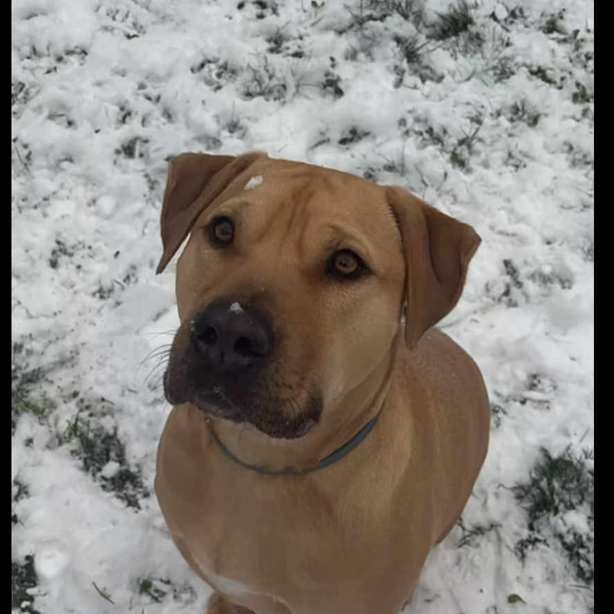 Djupa a rejoint le concours — aidez-le/la à gagner de superbes lots ! accessories, animal, boxer, bulldog, canine, collar, dog, greatdane, hound, labradorretriever, nature, outdoors, pet, pitbull, pointer, puppy, snout, snow, whitedog
