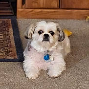 Zoey joined the competition — help win amazing prizes! animal, blue_tag, brown_background, carpet, collar, cute, dog, fluffy, home, indoors, long_fur, looking_at_camera, pet, portrait, shih_tzu, sitting, small_dog, toy, white_fur, wooden_furniture