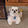 animal, blue_tag, brown_background, carpet, collar, cute, dog, fluffy, home, indoors, long_fur, looking_at_camera, pet, portrait, shih_tzu, sitting, small_dog, toy, white_fur, wooden_furniture