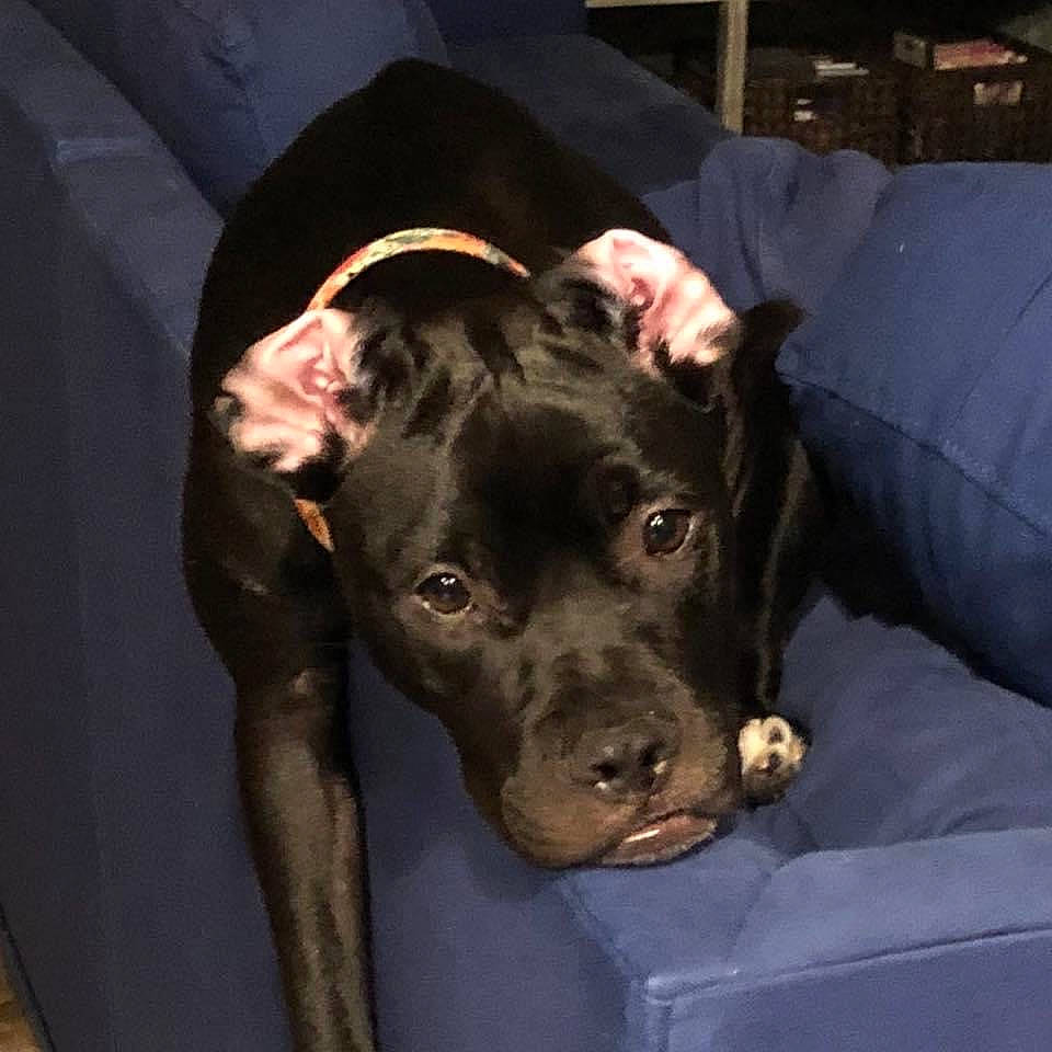 Piper joined the competition — help win amazing prizes! borador, canidae, carnivore, comfort, companion_dog, couch, dog, dog_breed, dog_collar, ear, fawn, fur, guard_dog, liver, non_sporting_group, pointing_breed, snout, sporting_group, whiskers, working_animal