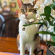 Blanche joined the competition — help win amazing prizes! blurred_background, calico, cat, chair, closeup, collar, curious, decor, domestic_animal, feline, flowers, green_eyes, home, indoor, penguin_charm, pet, plant, table, white_flowers, wooden_table